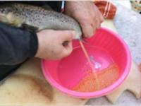 تکثیر ماهیان آزاد دریای خزر نسل دوم  (جی 2) در مرکز تحقیقات ماهیان سردآبی کشور- تنکابن