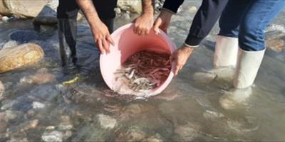 همکاری اجرایی و نظارت مرکز تحقیقات ماهیان سردآبی کشور بر رهاسازی بچه‌ماهیان آزاد دریای خزر