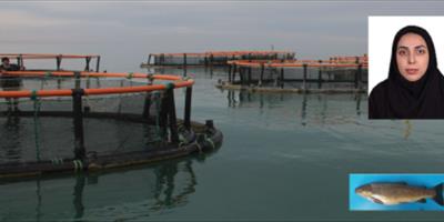 پرورش ماهی آزاد در قفس‌های مستقر در دریای خزر