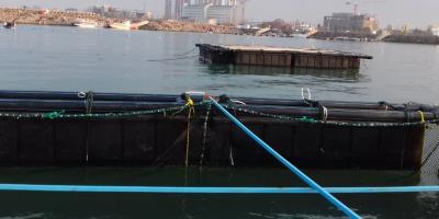 انتقال ماهی آزاد دریای خزر به قفس شرکت مکین دریا کاسپین منطقه آزاد بندر انزلی