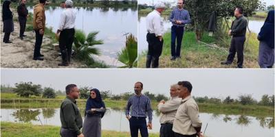 بازدید از مزارع پرورش ماهیان گرمابی شهرستان‌های محمودآباد و نور
