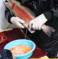 تکثیر ماهیان قزل آلای رنگین کمان در مرکز تحقیقات ماهیان سردآبی کشور- تنکابن