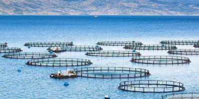 تولید ۲۰۰ هزارتن ماهی در قفس محقق می‌شود