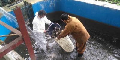 انتقال محصولات دانش بنیان طرح کلان تولید ماهی قزل آلا SPF به شرکت قزل باران فیروزکوه در استان تهران