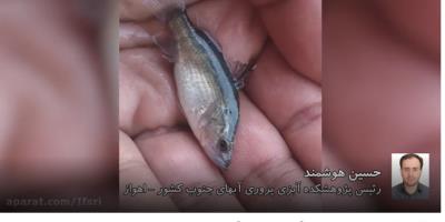 خودکفایی در تولید بچه ماهی باس دریایی آسیایی طی 3 سال آینده