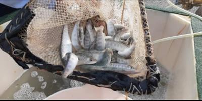 سومین رهاسازی سال 1400 بچه‌ماهیان آزاد دریای خزر با نظارت و همکاری مرکز تحقیقات ماهیان سردآبی کشور