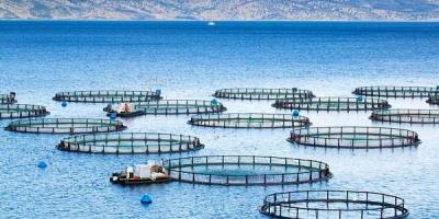 ۲ سایت پشتیبان تولید بچه ماهیان بومی برای پرورش ماهی در قفس در شمال و جنوب کشور ایجاد می‌شود