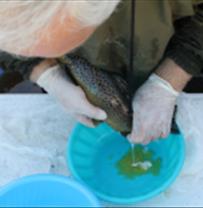 تکثیر ماهیان آزاد دریای خزر نسل دوم (G2) در مرکز تحقیقات ماهیان سردآبی کشور- تنکابن