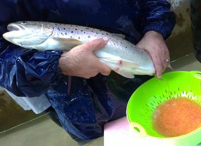 تخمگیری از ماهی  مولد آزاد دریای خزر